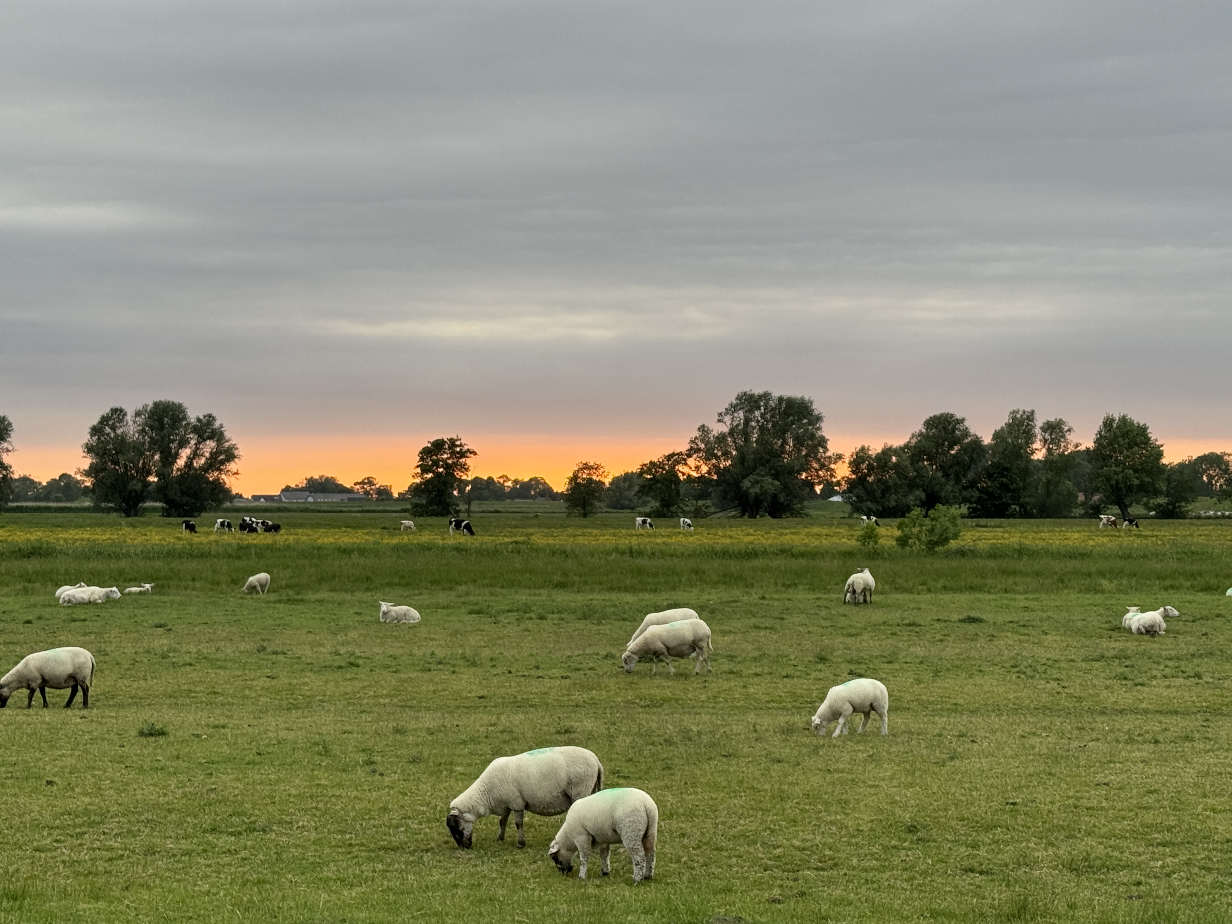 Sheep at sunset